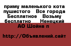 приму маленького кота пушистого - Все города Бесплатное » Возьму бесплатно   . Ненецкий АО,Шойна п.